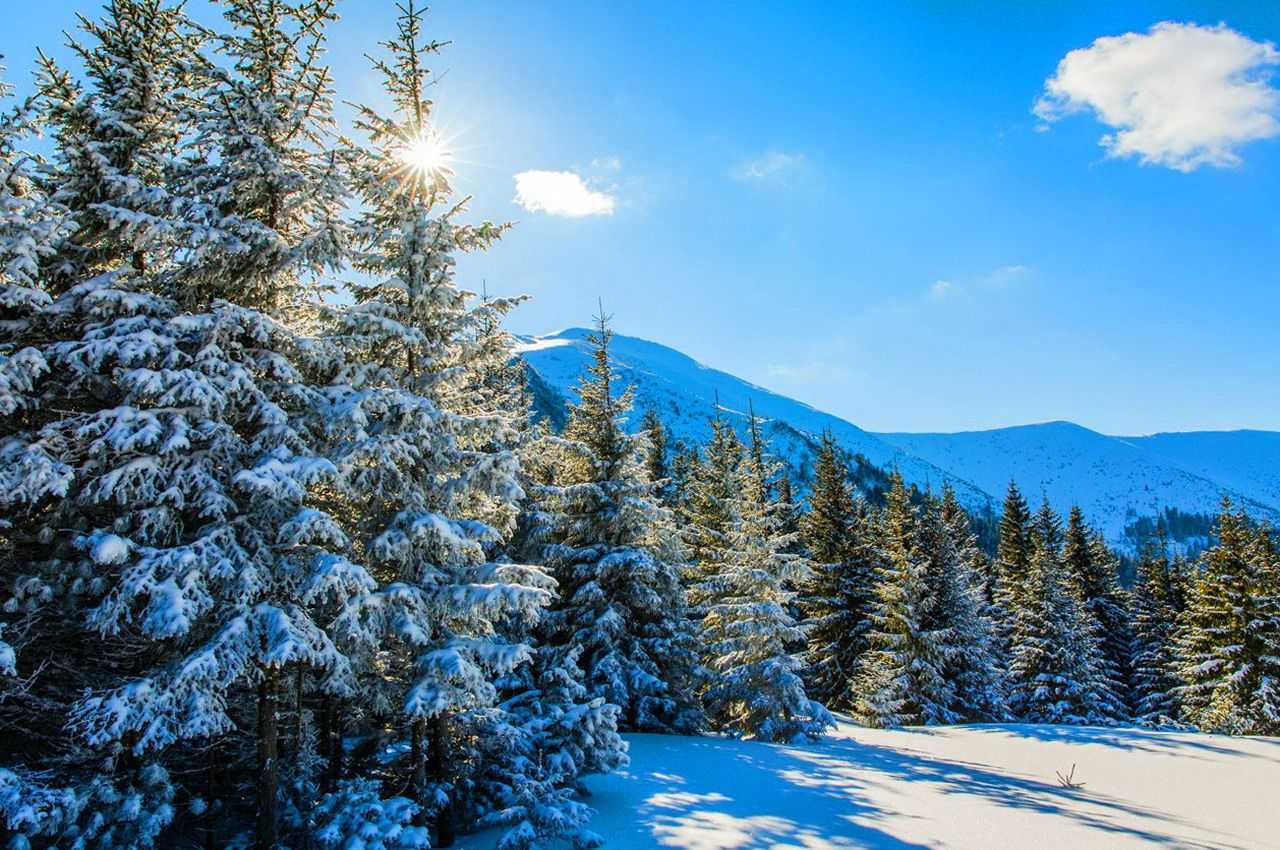 Горгани взимку