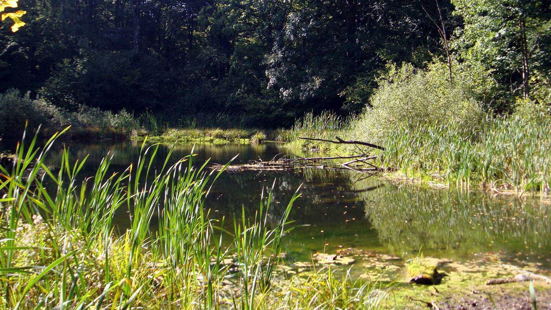 Окрестности пгт Яблонов, оз. Лебедин