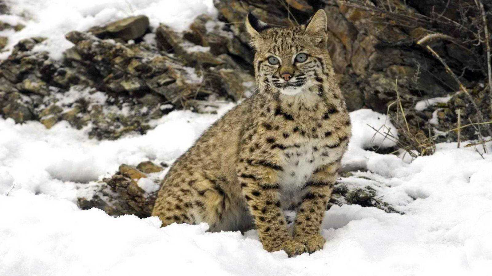 Карпаты. Рысь