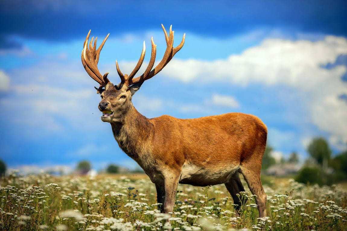 Карпаты. Благородный олень