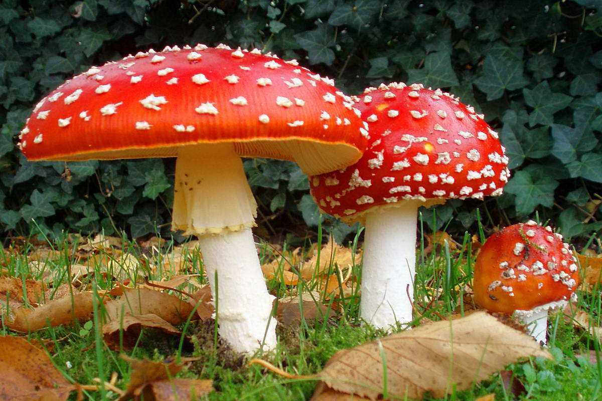 Що робити при отруєнні грибами?