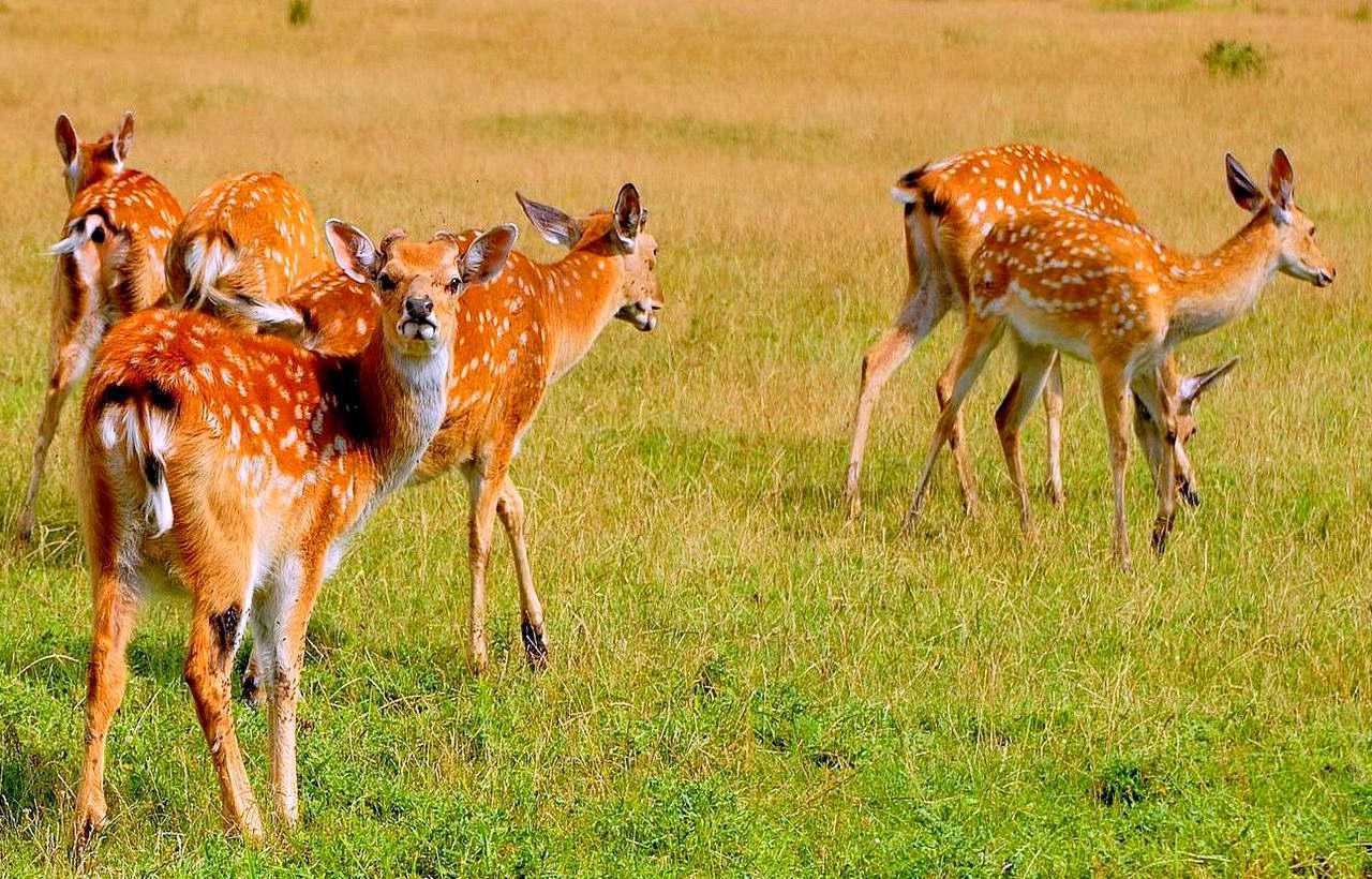 с. Іза, ферма з унікальними маньчжурськими плямистими оленями