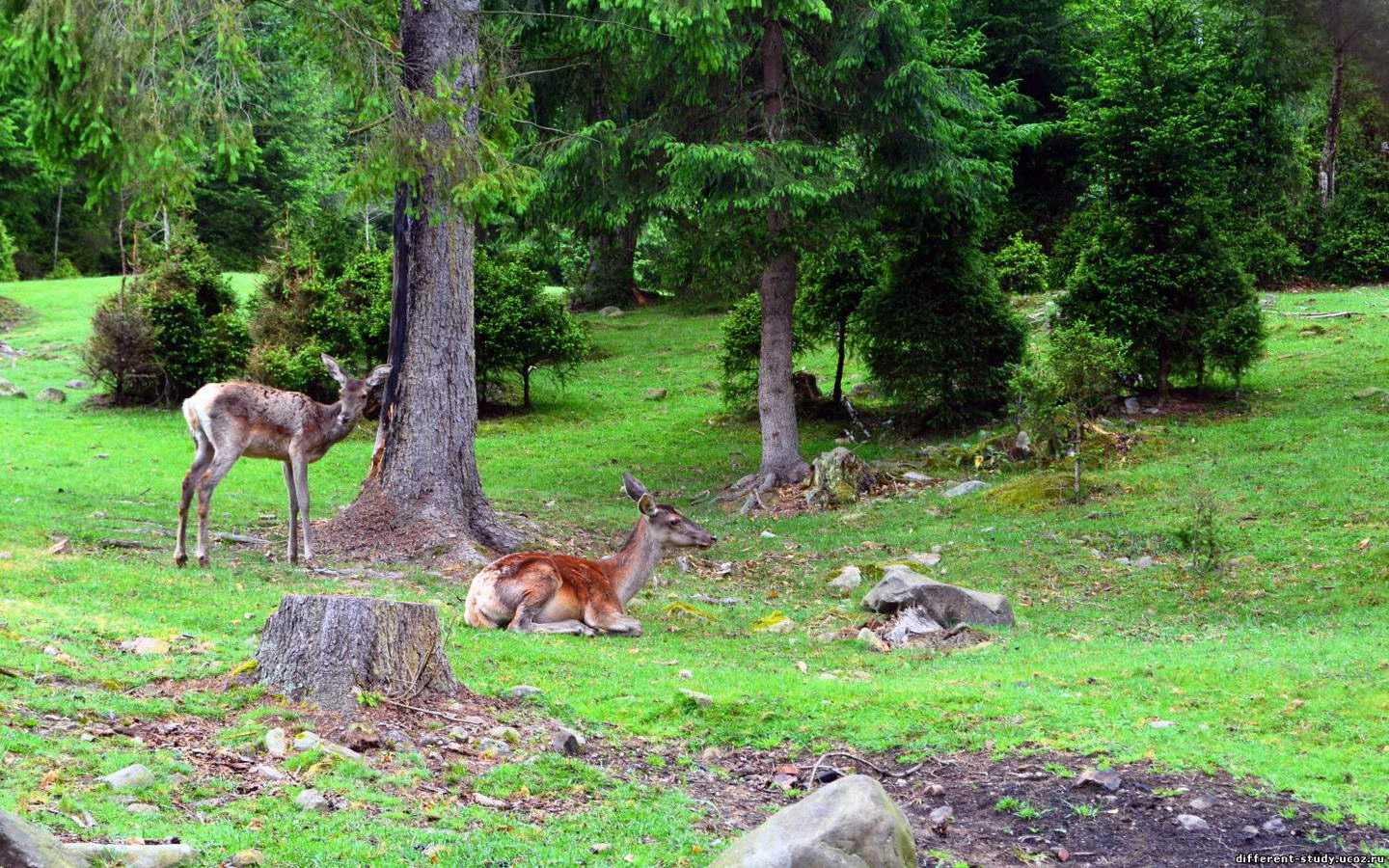 Яремче, вольерное хозяйство
