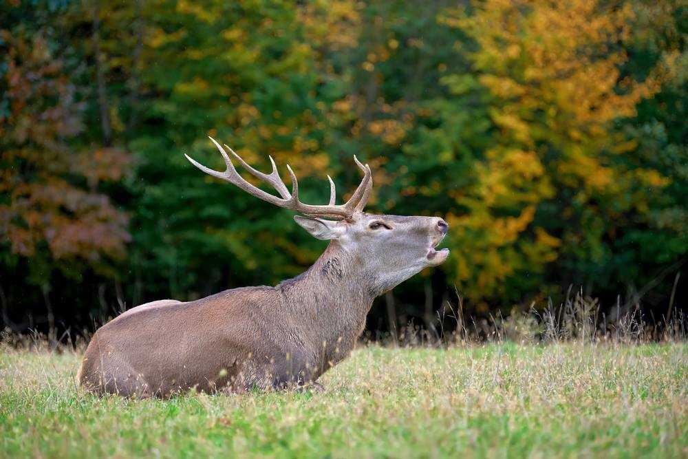 Галич, Центр реабилитации диких животных