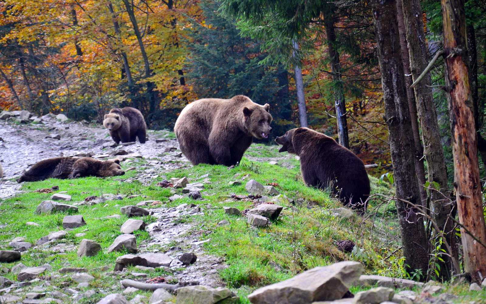 Реабилитационный центр бурых медведей, Синевир
