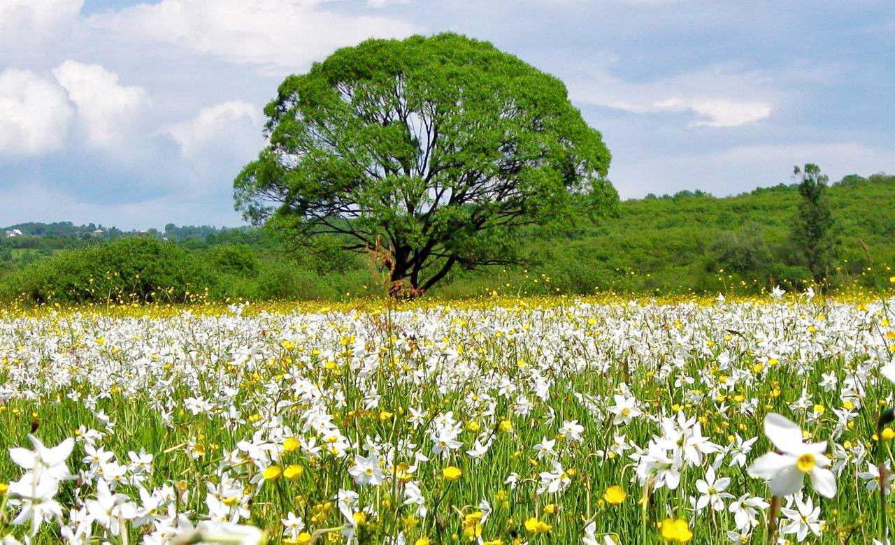 Долина нарциссов, с. Иза