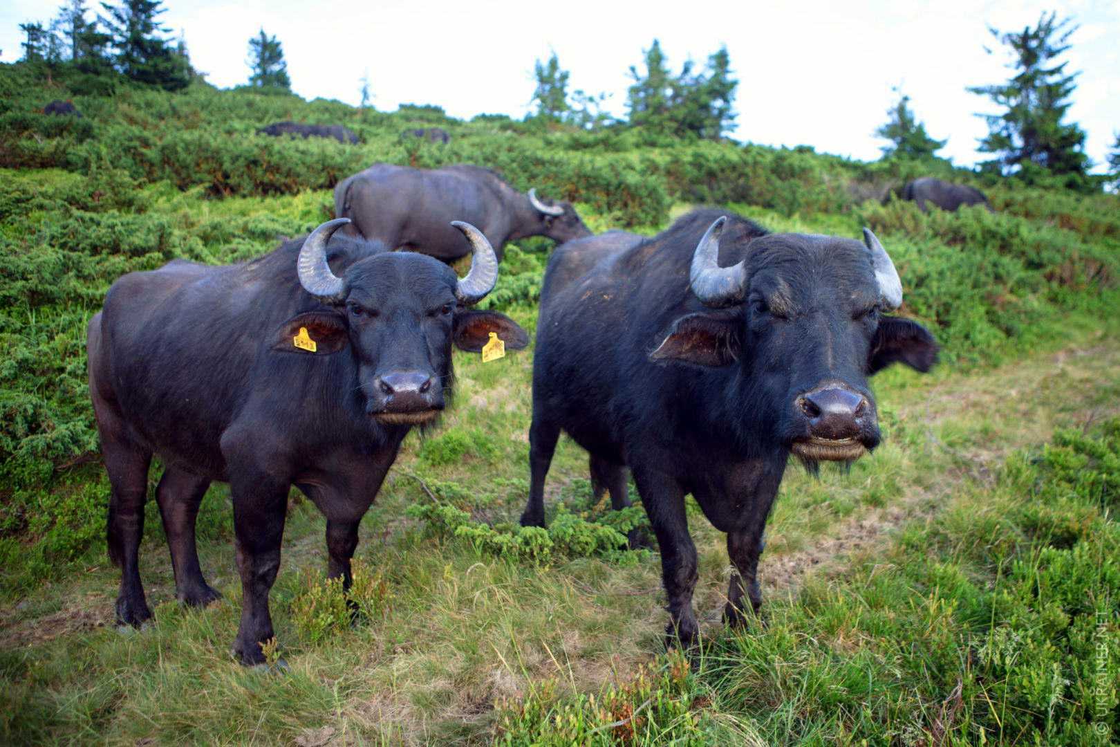 Окрестности города Хуст, Уникальная ферма буйволов