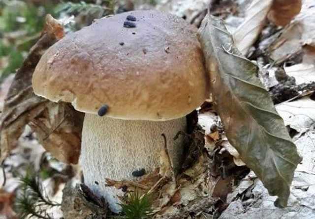 Вдале «тихе полювання». Білі гриби - відпочинок з душею