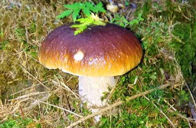 Осінній грибний урожай - захоплюючі фото