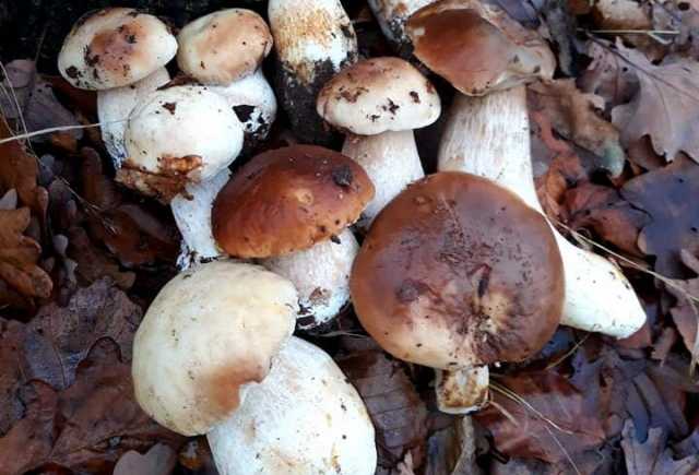 Зимові білі гриби. Неймовірний фотозвіт від Наталія Барабашка