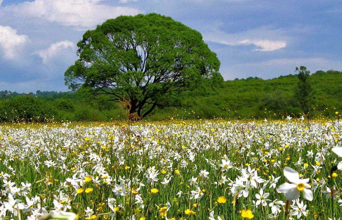 Долина нарциссов в Хусте г. Хуст, Долина нарциссов