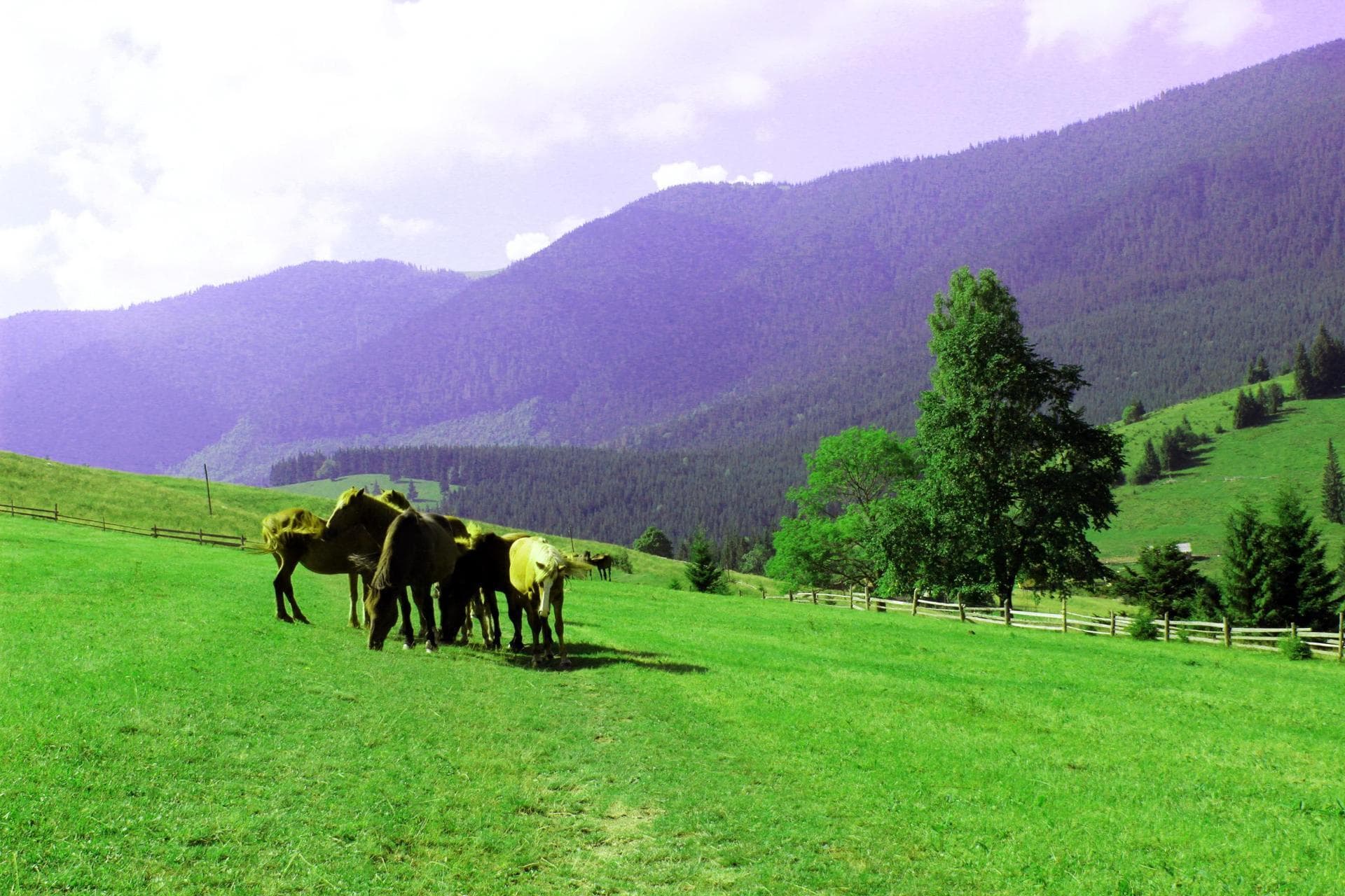Маршрут на гору Кострича (1586 м), Карпаты