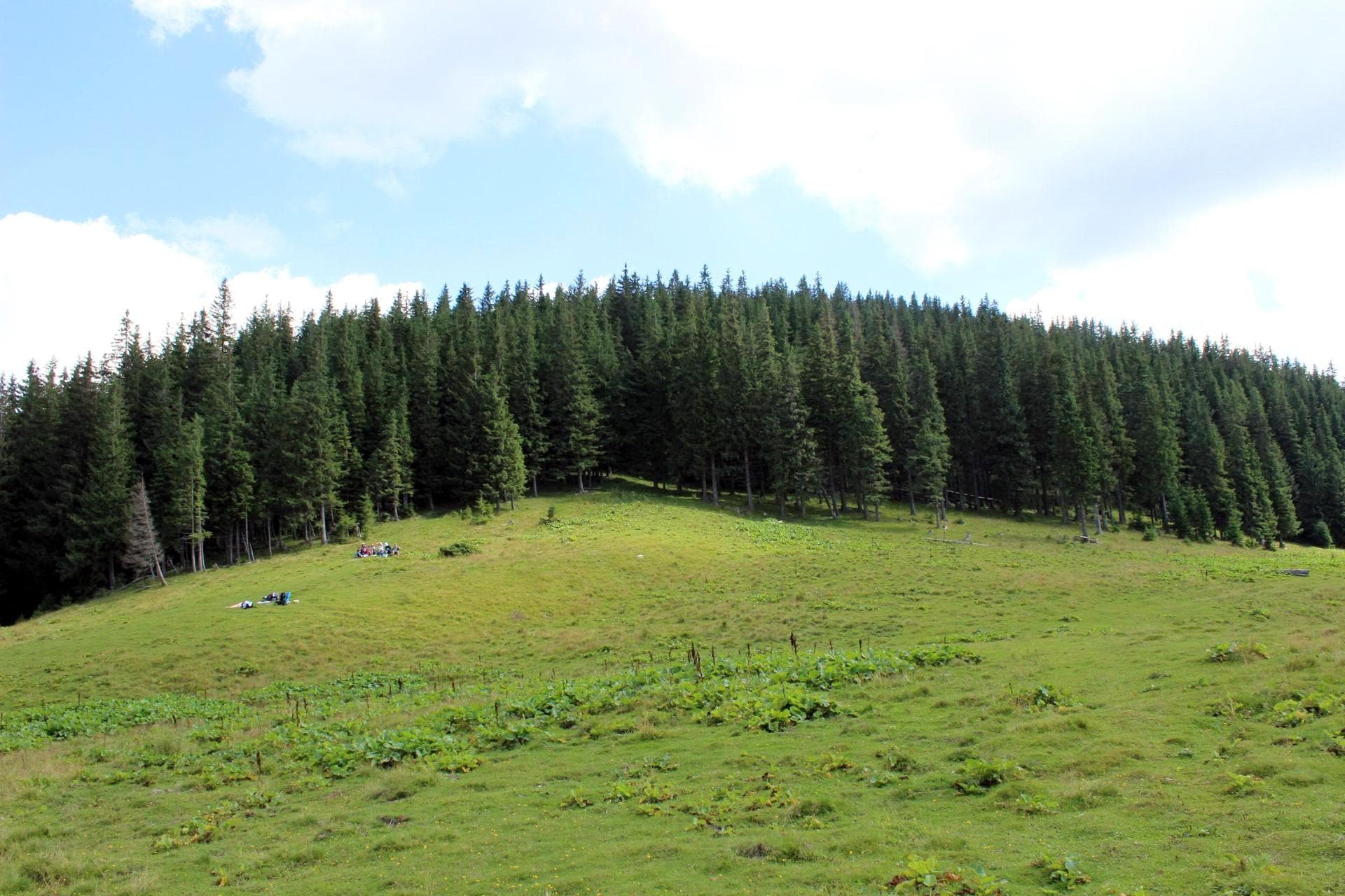 Маршрут на гору Кострича, идем из полонины Веснарка