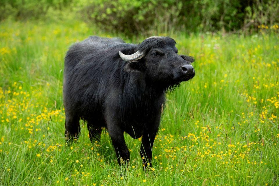 В Долину нарциссов 🌸 вернулись буйволы🐃!