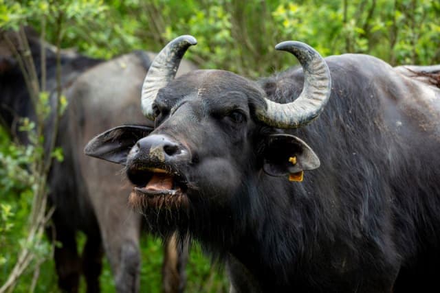 Невероятные буйволы в «Долине нарциссов»