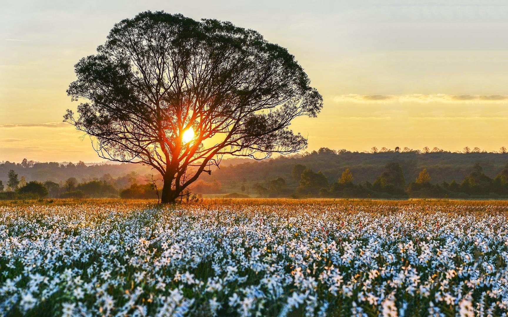 Долина нарциссов, Закарпатье Долина нарциссов на Закарпатье
